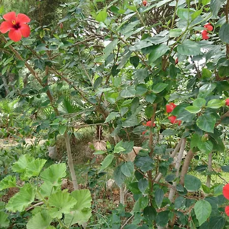 Villa Com Piscinas - Quintinha Do *